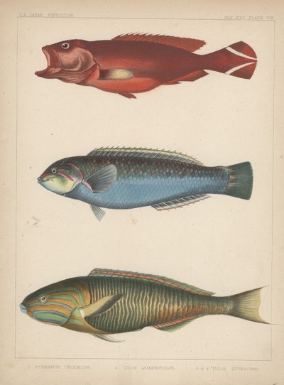 1. Serranus Urodelus, 2. Julis Quadricolor, 3. Julis Lutescens, 1855 door H. Patterson